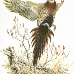 Xerox 6500 color print example